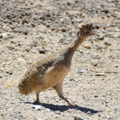 Ornate Tinamou (2)